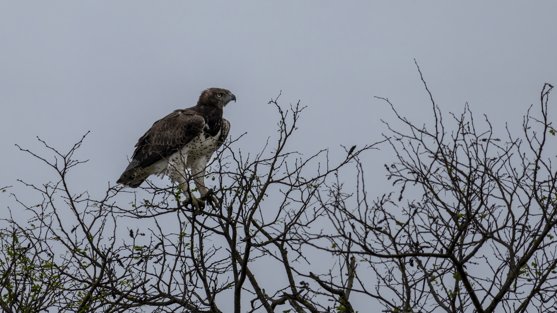 Kruger25 2025 11 02 16 24 04 ILCE 1M2 10